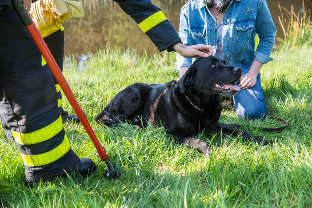 Hond Storm vast in rattenklem aan Robijndijk in Roosendaal