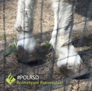 Dierenpolitie treft verwaarloosde ezel aan in Nispen