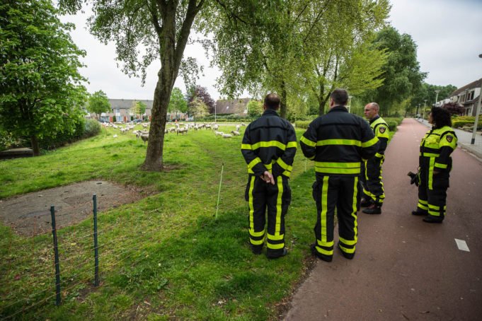 Brandweer redt schaap uit water in Roosendaal