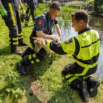 Brandweer redt weer schapen uit het water in Roosendaal