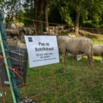Brandweer redt weer schapen uit het water in Roosendaal