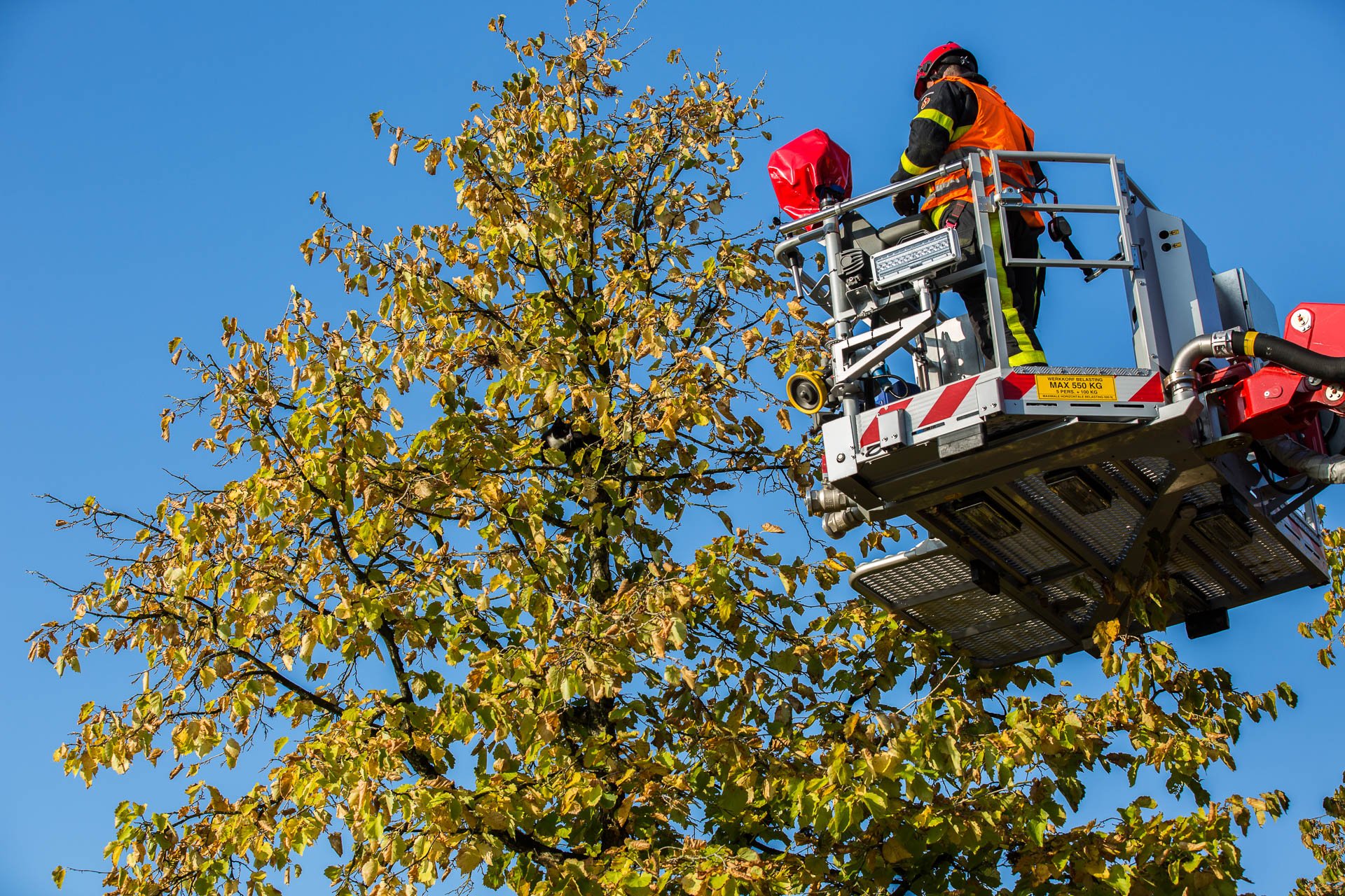 Brandweer haalt kat uit boom in Roosendaal